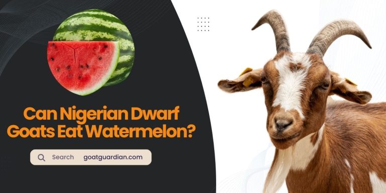 Can Nigerian Dwarf Goats Eat Watermelon?