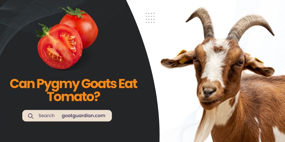 Can Pygmy Goats Eat Tomato