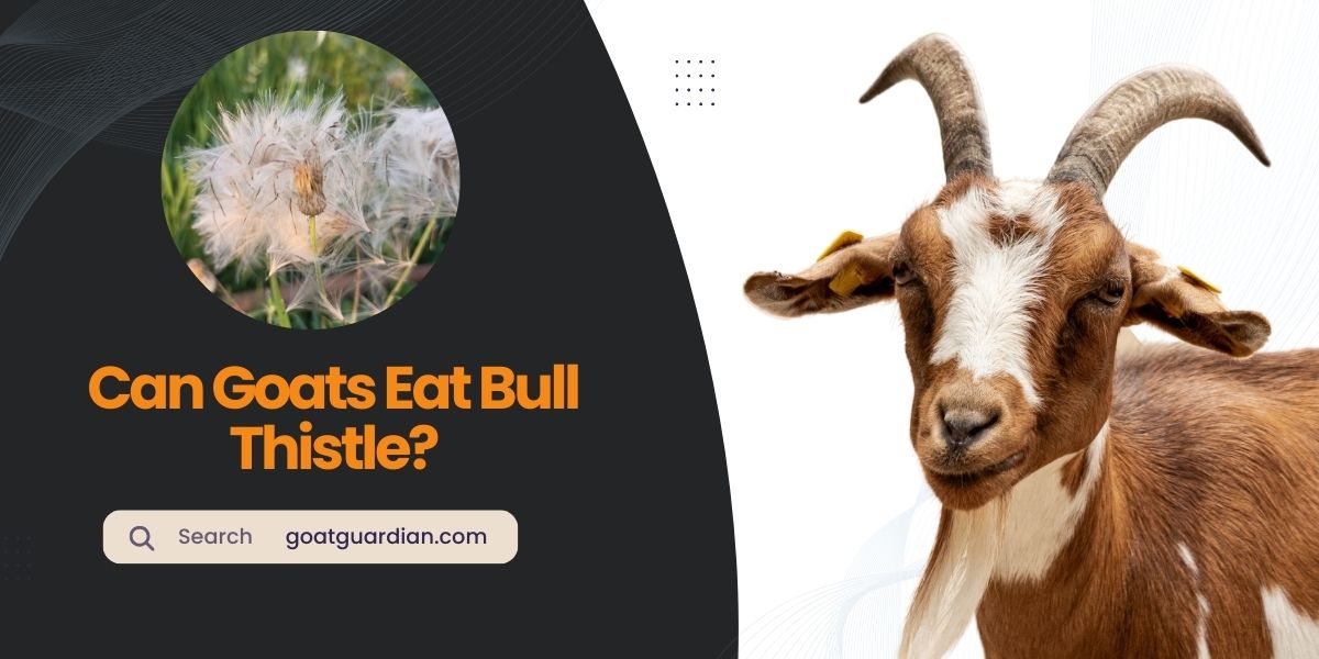 Do Goats Eat Bull Thistle
