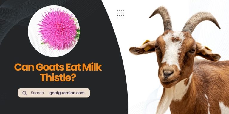 Do Goats Eat Milk Thistle? (with Alternatives)