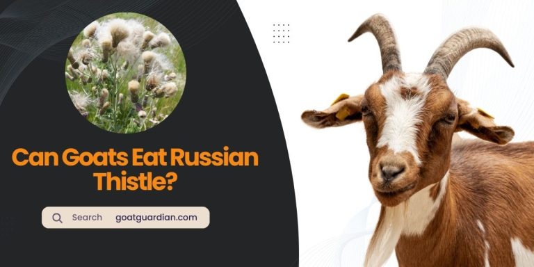 Do Goats Eat Russian Thistle? (with FAQs)