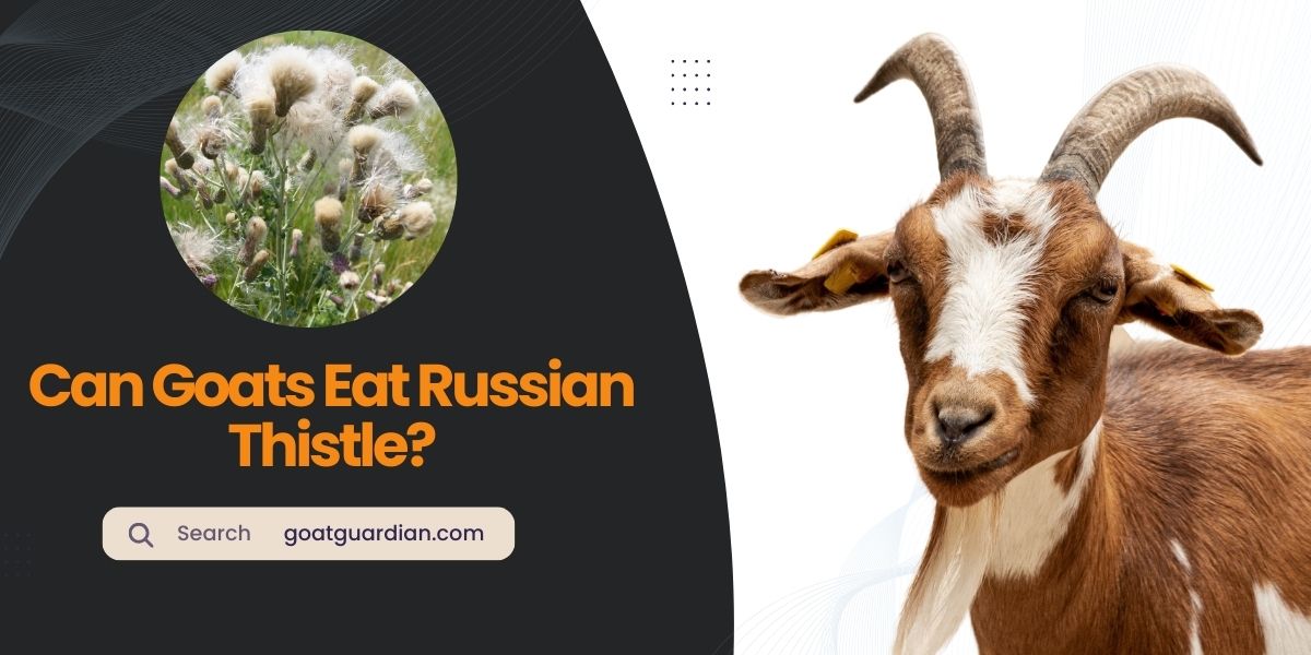 Do Goats Eat Russian Thistle