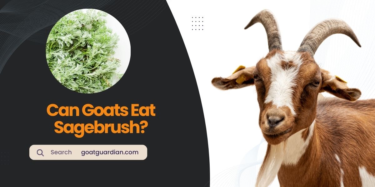 Do Goats Eat Sagebrush