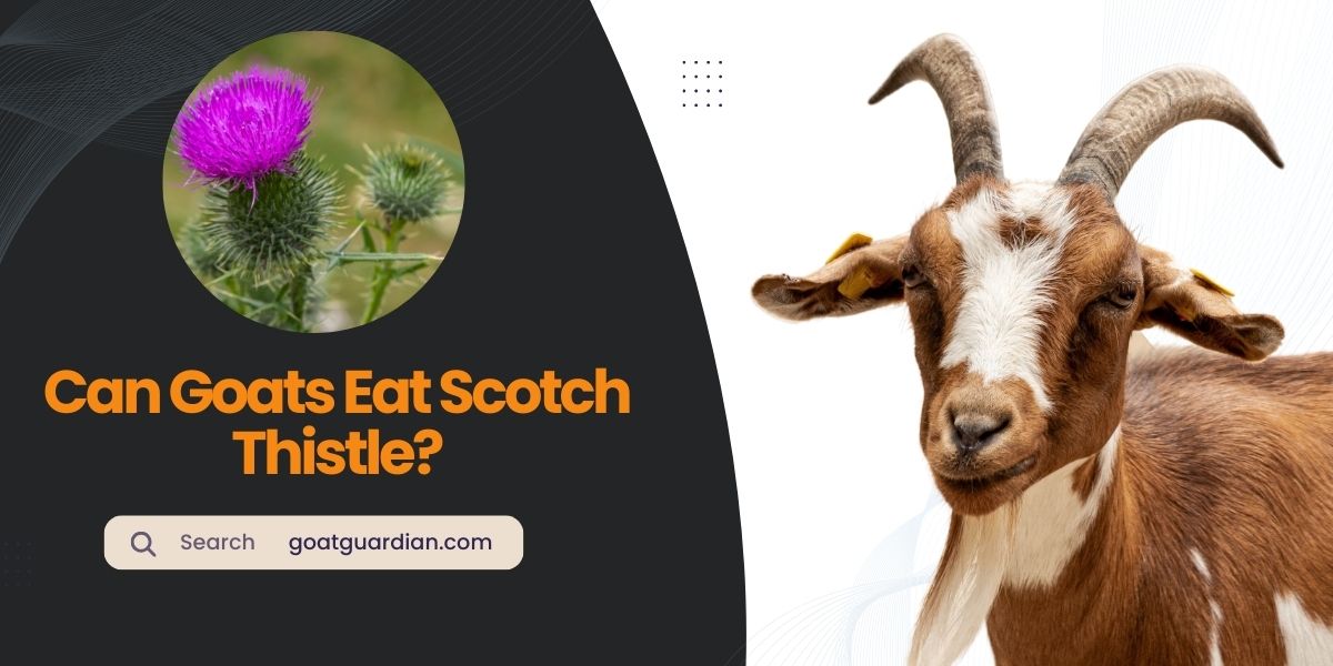 Do Goats Eat Scotch Thistle