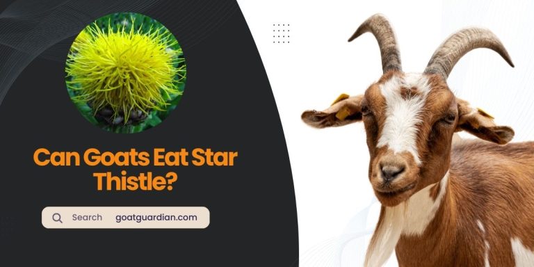 Do Goats Eat Star Thistle? (YES or NO)