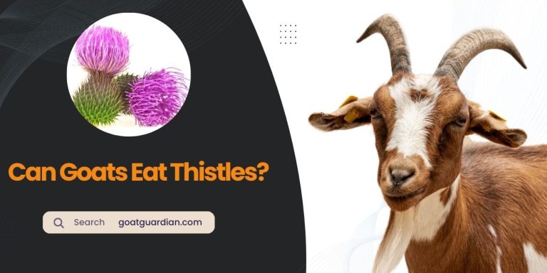 Do Goats Eat Thistles? (Myths vs Reality)