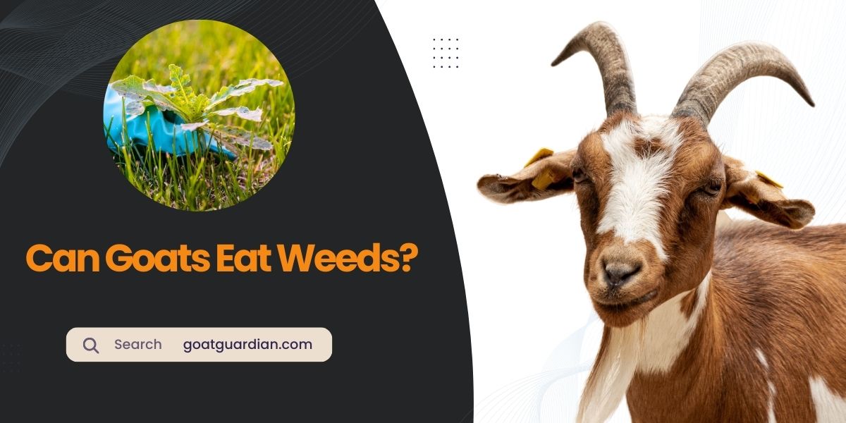 Do Goats Eat Weeds