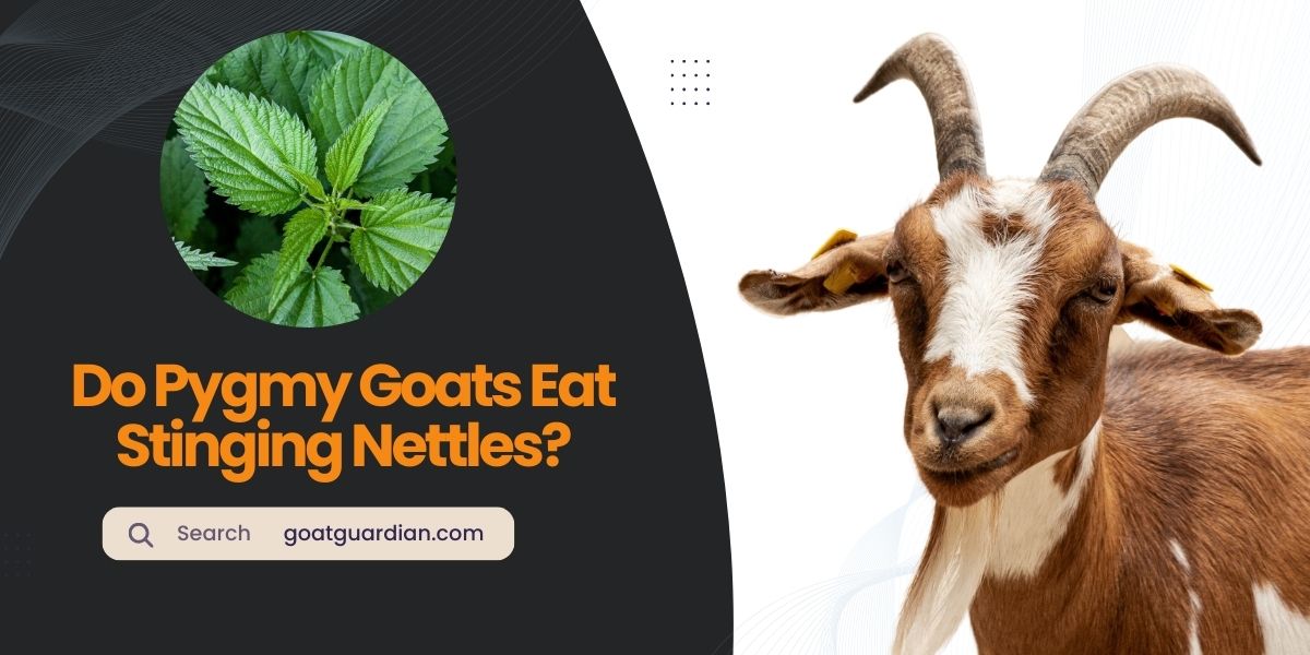 Do Pygmy Goats Eat Stinging Nettles