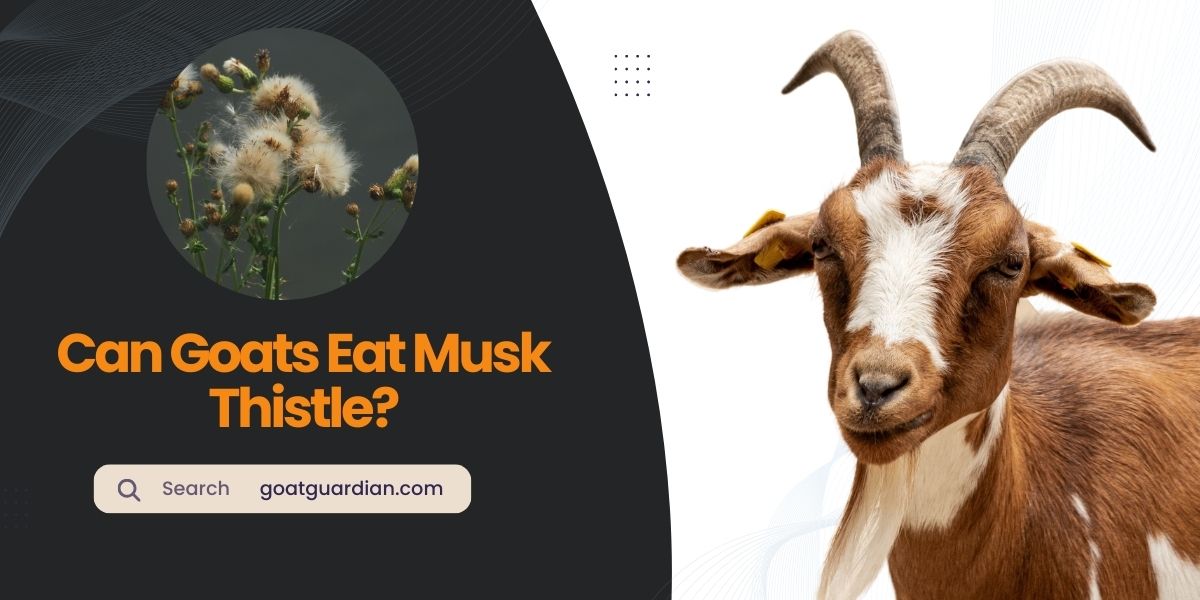 Will Goats Eat Musk Thistle