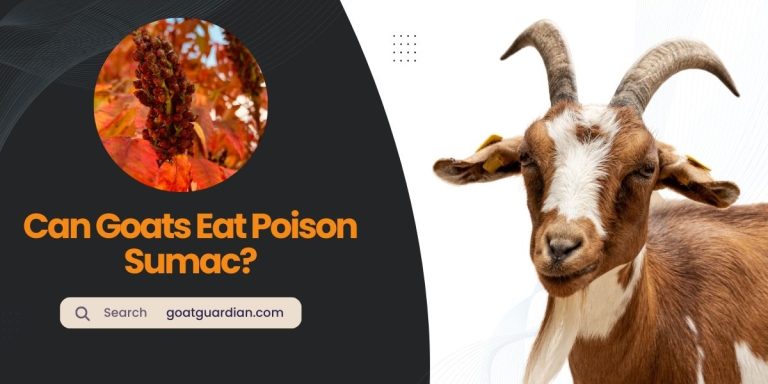 Will Goats Eat Poison Sumac? (YES or NO)