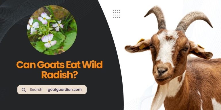 Will Goats Eat Wild Radish? (Feeding Habits of Goats)