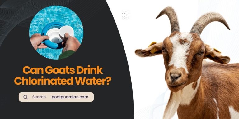 Can Goats Drink Chlorinated Water? (Yes or No)