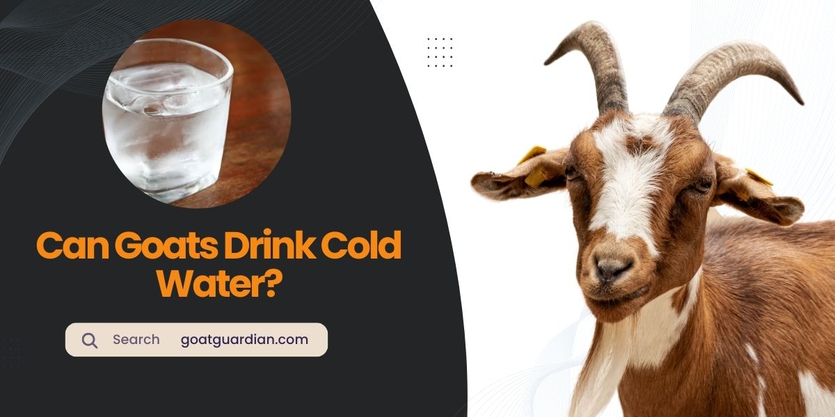 Can Goats Drink Cold Water
