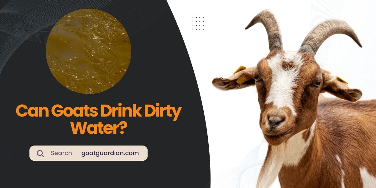 Can Goats Drink Dirty Water