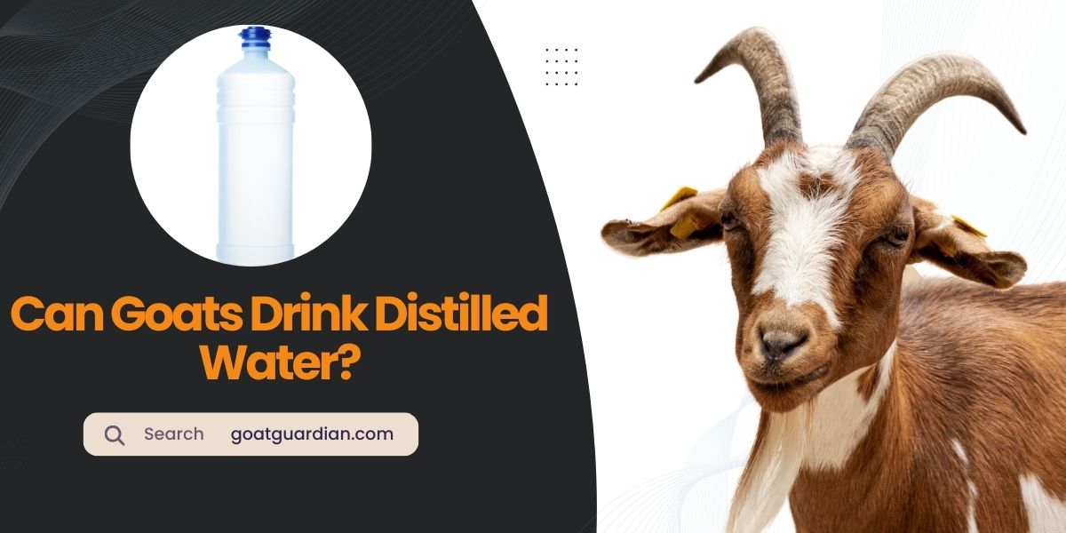 Can Goats Drink Distilled Water