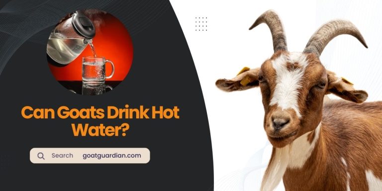 Can Goats Drink Hot Water? (Surprising Benefits)
