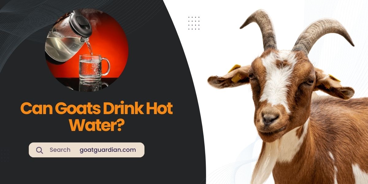 Can Goats Drink Hot Water