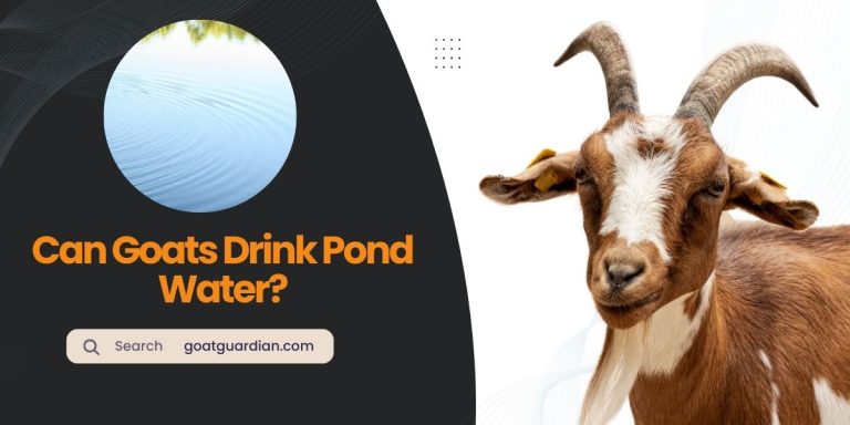 Can Goats Drink Pond Water? Is It Safe?