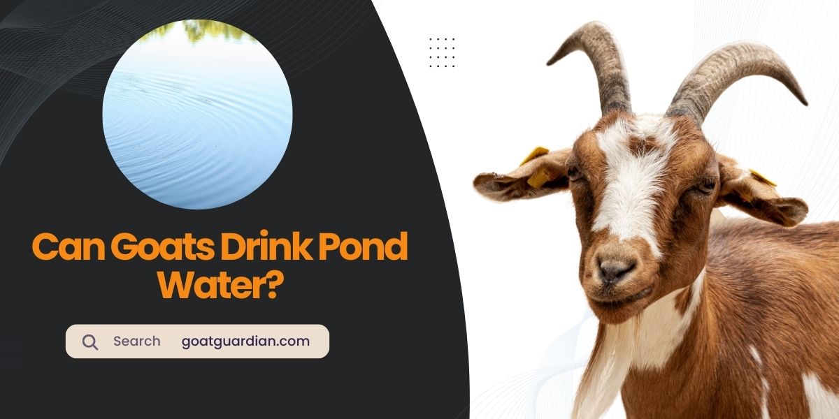 Can Goats Drink Pond Water