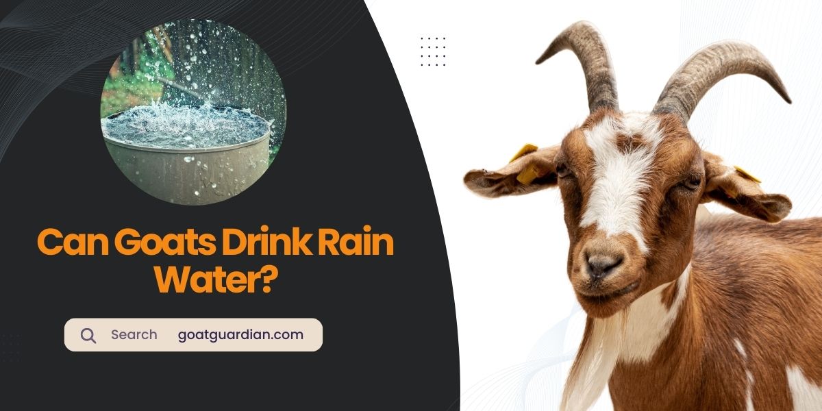 Can Goats Drink Rain Water