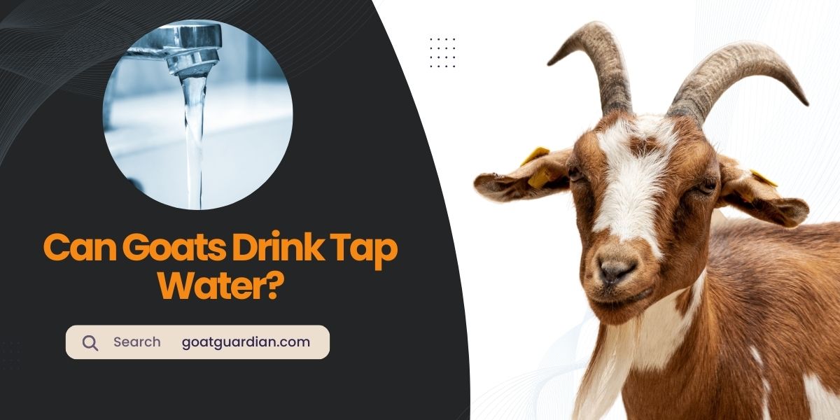 Can Goats Drink Tap Water