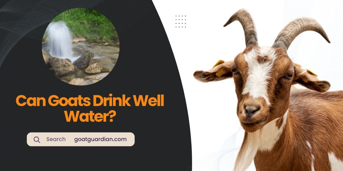 Can Goats Drink Well Water