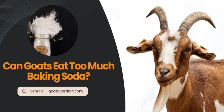Can Goats Eat Too Much Baking Soda?