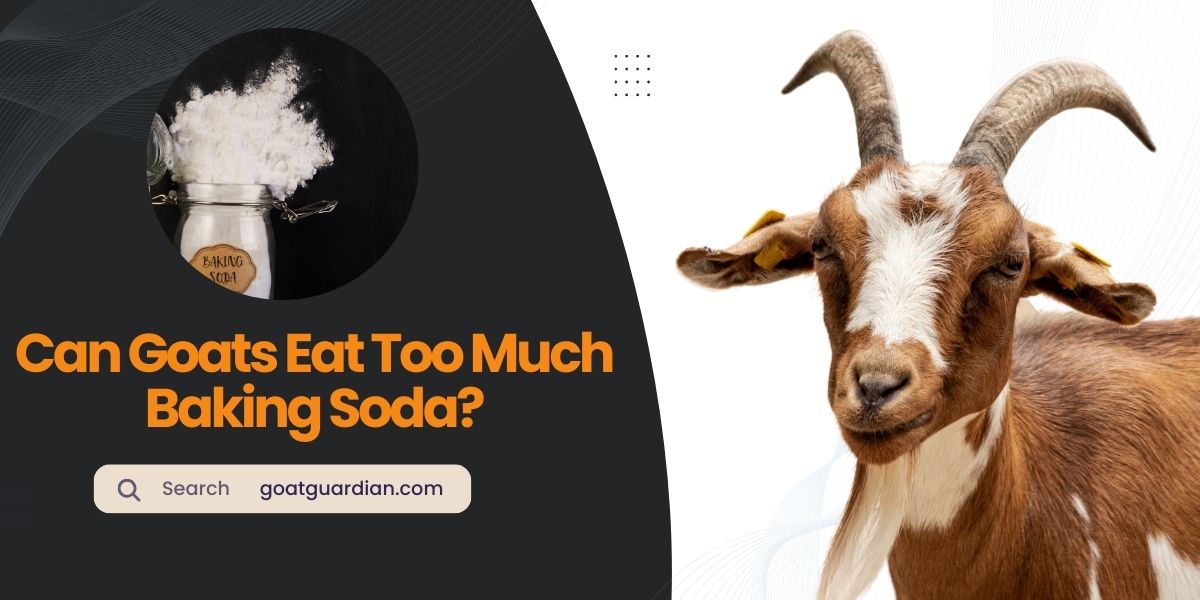 Can Goats Eat Too Much Baking Soda