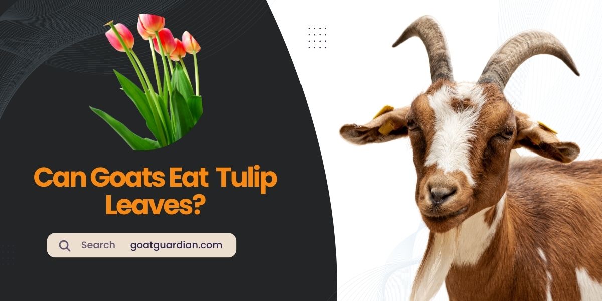 Can Goats Eat Tulip Leaves
