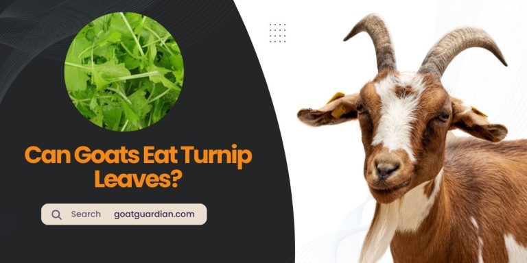 Can Goats Eat Turnip Leaves? (with FAQs)