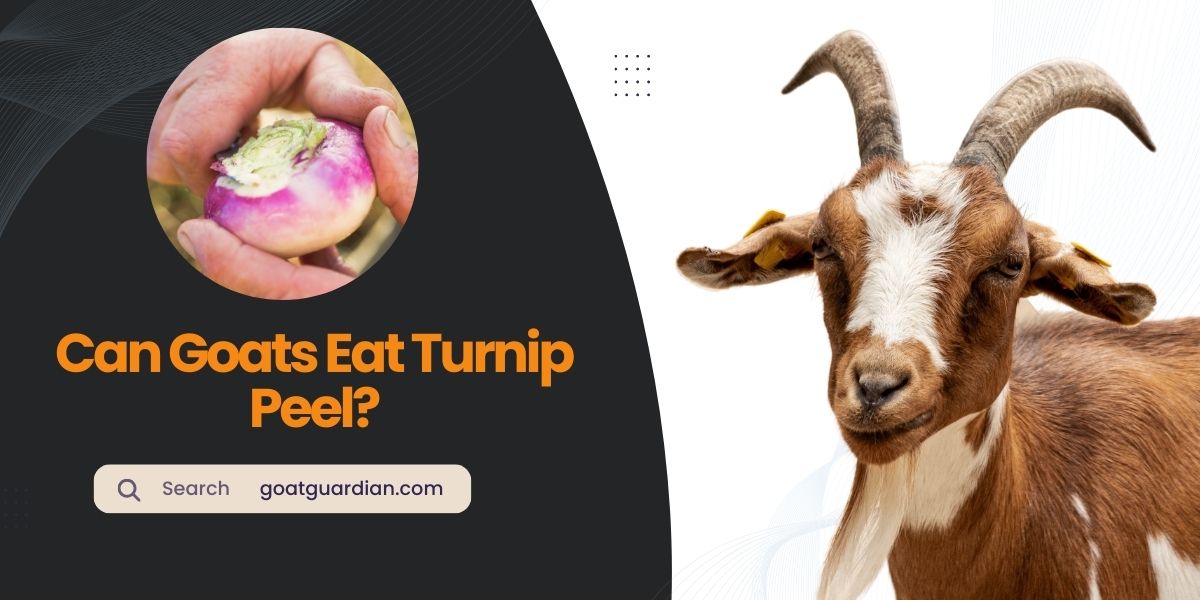 Can Goats Eat Turnip Peel