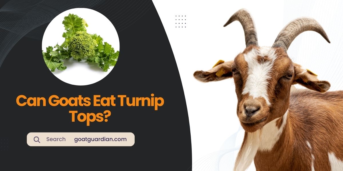 Can Goats Eat Turnip Tops