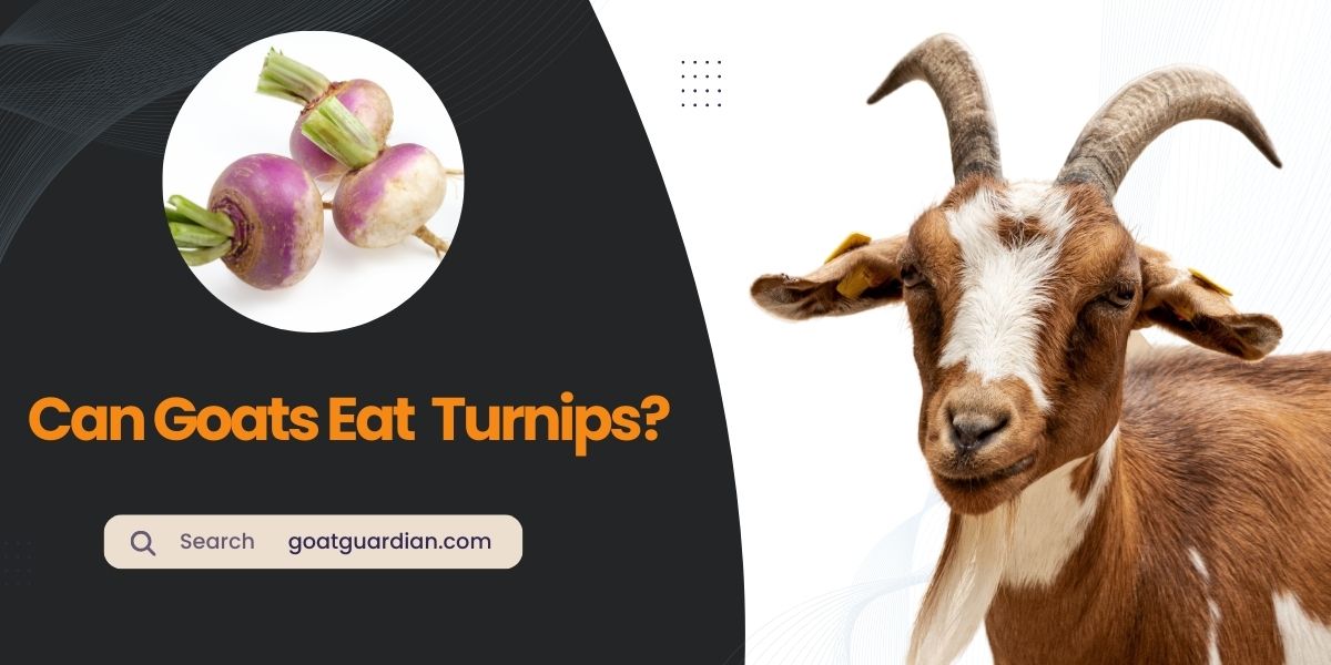 Can Goats Eat Turnips
