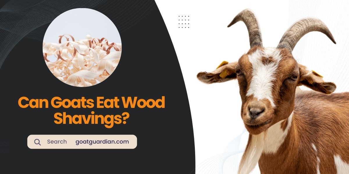 Can Goats Eat Wood Shavings