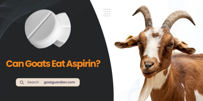 Can Goats Have Aspirin? (Ultimate Guide)