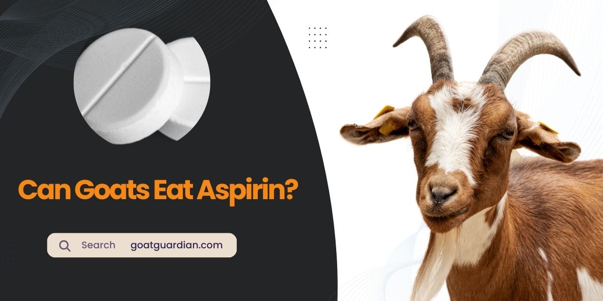 Can Goats Have Aspirin