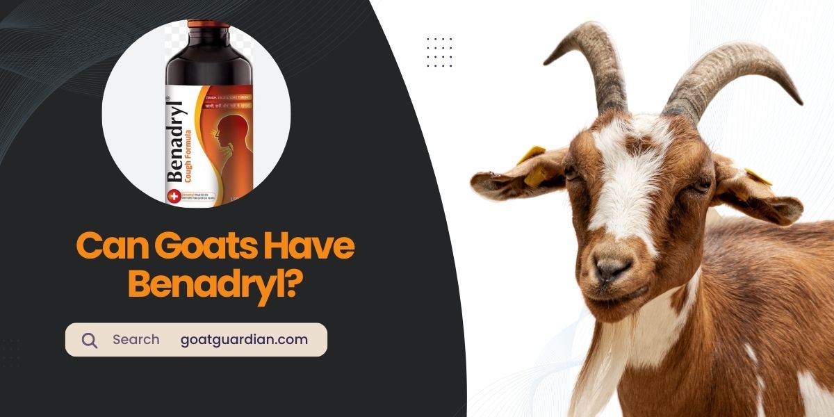 Can Goats Have Benadryl
