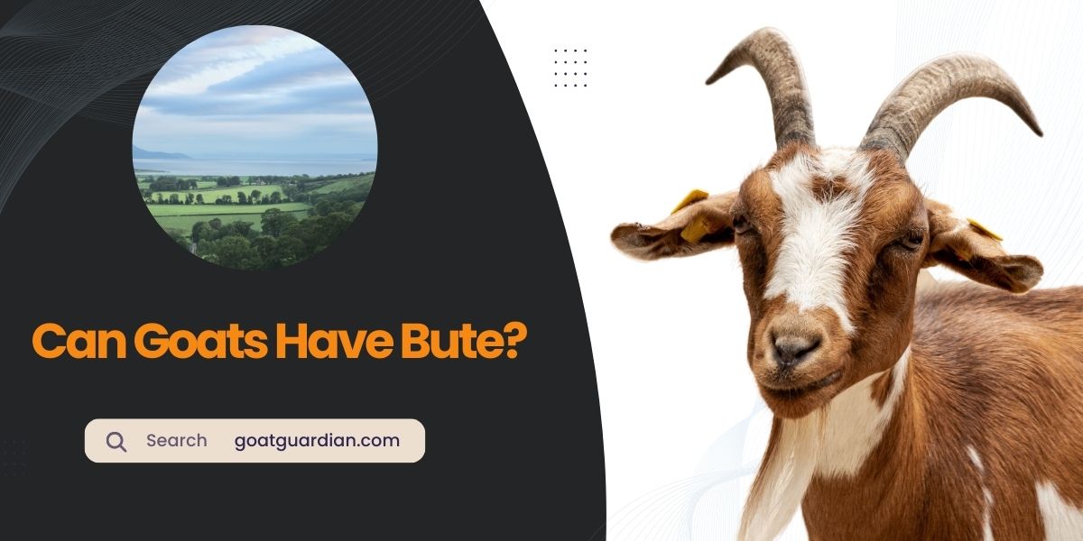 Can Goats Have Bute