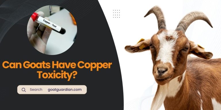 Can Goats Have Copper Toxicity? (Good or Bad)