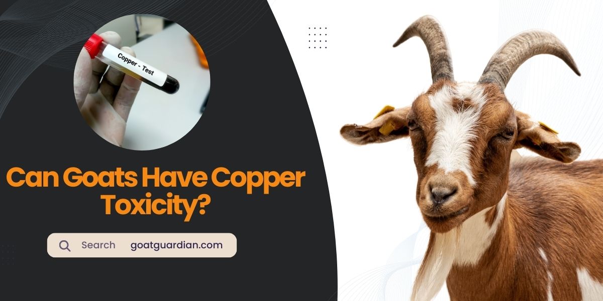 Can Goats Have Copper Toxicity