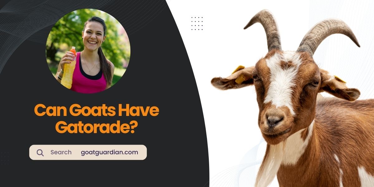 Can Goats Have Gatorade