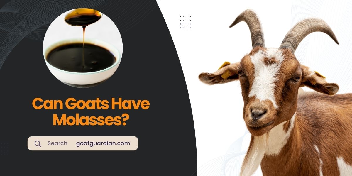 Can Goats Have Molasses