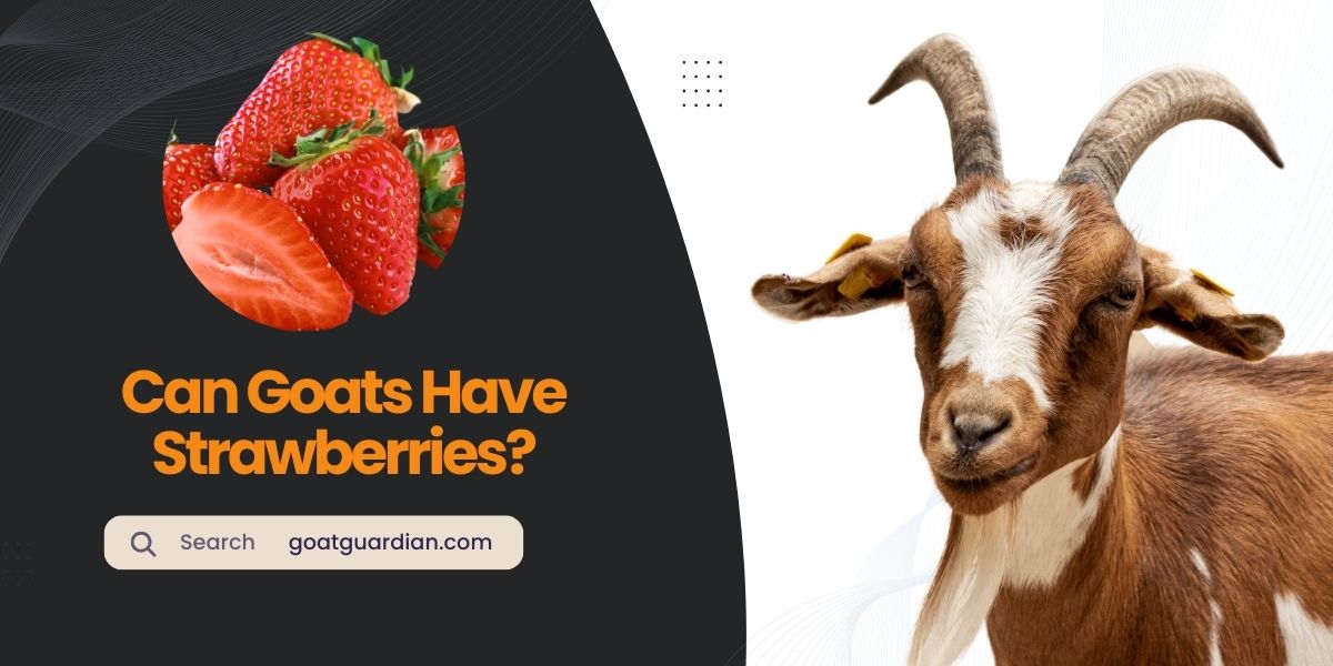 Can Goats Have Strawberries