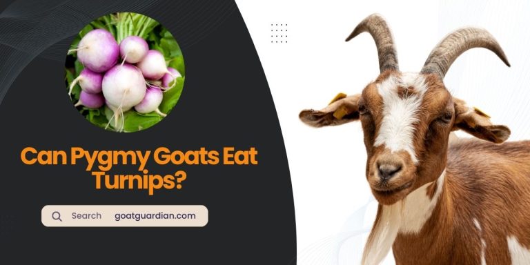 Can Pygmy Goats Eat Turnips? (Nutritional Benefits)