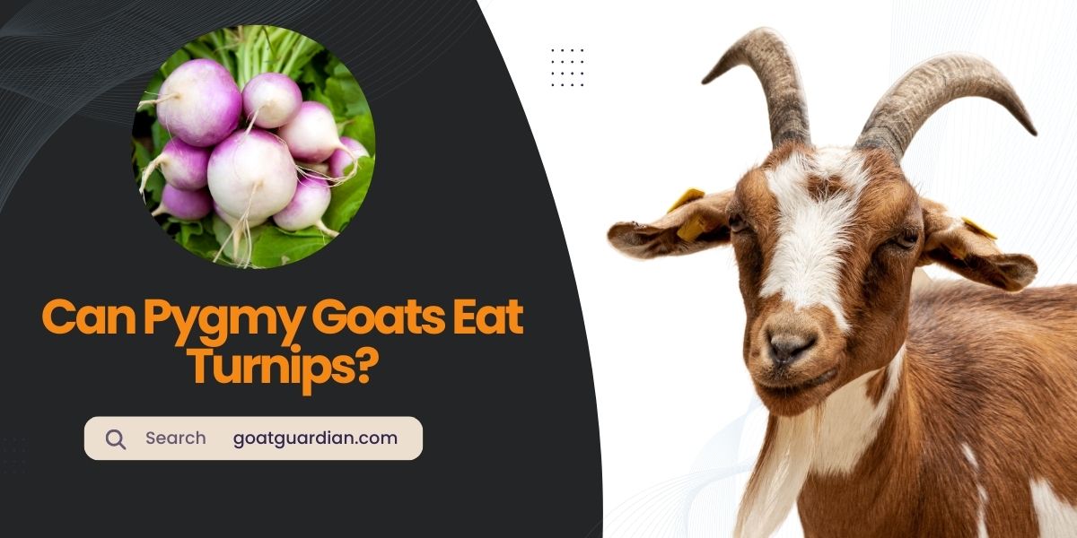 Can Pygmy Goats Eat Turnips