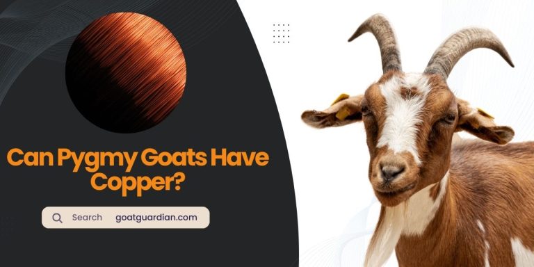Can Pygmy Goats Have Copper? (Must Read)