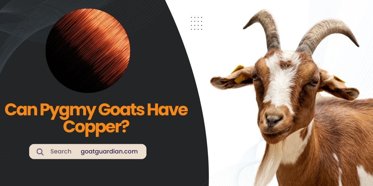 Can Pygmy Goats Have Copper