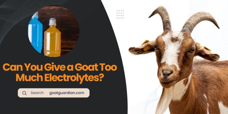 Can You Give a Goat Too Much Electrolytes?