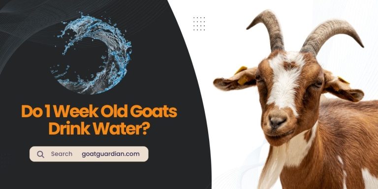 Do 1 Week Old Goats Drink Water? (Expert Insights)