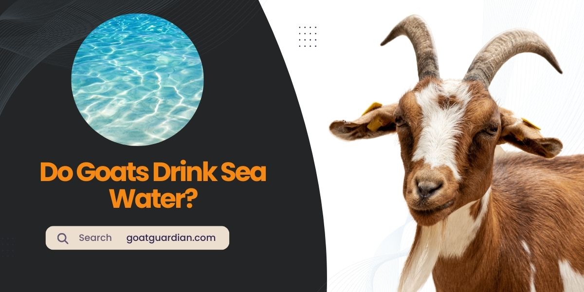 Do Goats Drink Sea Water